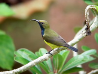 Olive-backed Sunbird - male  - Phuket