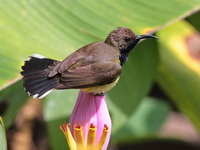 Olive-backed Sunbird - male  - Khao Sok NP