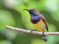 Olive-backed Sunbird - male  - Khao Sok NP