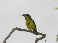 Olive-backed Sunbird - male eclipse  - Phuket