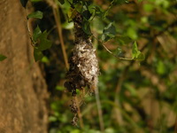 Olive-backed Sunbird - nest  - Phuket
