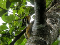 Olive-backed Woodpecker - female  - Khao Luang Krung Ching NP