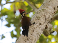 Olive-backed Woodpecker - male  - Pa Phru Sirindhorn