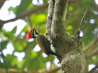 Olive-backed Woodpecker - male  - Bang Lang NP