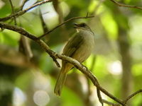Olive-winged Bulbul - juvenile  - Phang Nga