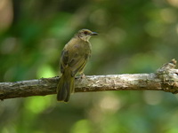 Olive-winged Bulbul  - Phang Nga