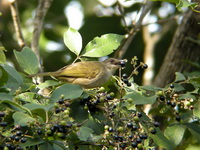 Olive-winged Bulbul  - Phuket