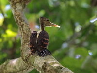 Orange-backed Woodpecker - female  - Bala