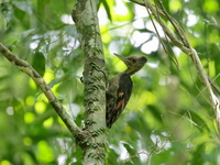 Orange-backed Woodpecker - female  - Khao Banthad WS
