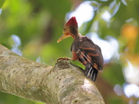 Orange-backed Woodpecker - male  - Bala