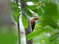 Orange-backed Woodpecker - male  - Khao Banthad WS