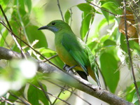Orange-bellied Leafbird - female  - Kaeng Krachan NP