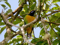 Orange-bellied Leafbird - male  - Kaeng Krachan NP