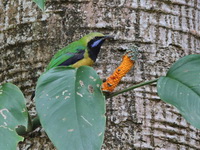 Orange-bellied Leafbird - male  - Mae Wong NP