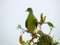 Orange-breasted Green Pigeon - female  - Phuket
