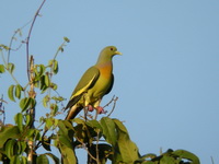 Orange-breasted Green Pigeon - male  - Phuket