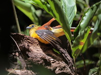 Orange-breasted Trogon - male  - Kaeng Krachan NP