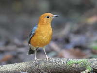 Orange-headed Thrush - male  - Khao Yai NP
