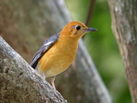 Orange-headed Thrush - male  - Trang