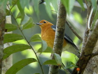 Orange-headed Thrush - male  - Phuket