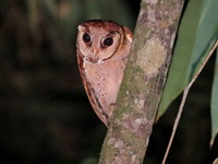 Oriental Bay Owl  - Khao Sok NP