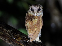 Oriental Bay Owl  - Phuket