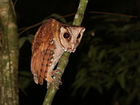 Oriental Bay Owl  - Trang BG