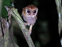 Oriental Bay Owl  - Bala