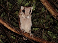Oriental Bay Owl  - Than Bok Khoranee NP