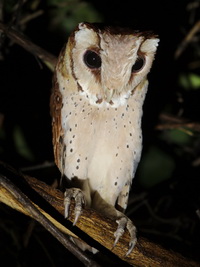 Oriental Bay Owl  - Than Bok Khoranee NP
