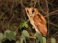 Oriental Bay Owl  - Baan Maka