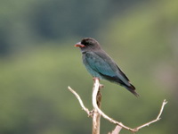 Oriental Dollarbird - juvenile  - Phuket