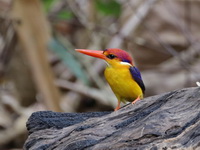 Oriental Dwarf Kingfisher - black backed  - Kaeng Krachan NP