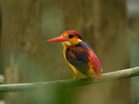 Oriental Dwarf Kingfisher - black backed  - Khao Pra Bang Khram WS