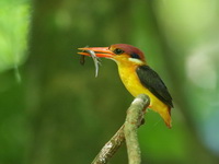 Oriental Dwarf Kingfisher - black backed  - Kaeng Krachan NP