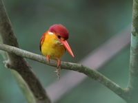 Oriental Dwarf Kingfisher - rufous backed  - Bala