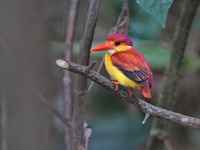 Oriental Dwarf Kingfisher - rufous backed  - Bala