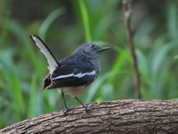 Oriental Magpie-Robin - female  - Baan Maka