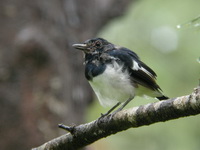 Oriental Magpie-Robin - juvenile  - Phuket