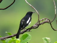 Oriental Magpie-Robin - male  - Phuket