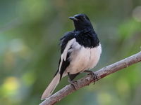 Oriental Magpie-Robin - male  - Huay Kha Kaeng WS