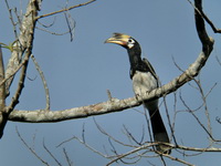 Oriental Pied Hornbill - female  - Khao Yai NP