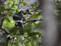 Oriental Pied Hornbill - female  - Ao Phang Nga NP