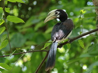 Oriental Pied Hornbill - juvenile male  - Baan Maka