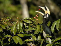 Oriental Pied Hornbill - male  - Khao Yai NP