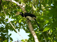 Oriental Pied Hornbill - male  - Tarutao NP