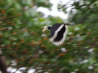 Oriental Pied Hornbill - male  - Khao Sok NP