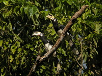 Oriental Pied Hornbill  - Khao Yai NP