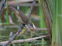 Oriental Reed Warbler  - Baan Maka