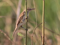 Oriental Reed Warbler  - Bueng Boraphet